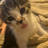 Gypsy joined the competition — help win amazing prizes! kitten, cat, close_up, pet, animal, cute, feline, tongue_out, whiskers, fur, indoors, blanket, cozy, young, small, playful, domestic_animal, face, eyes, nose