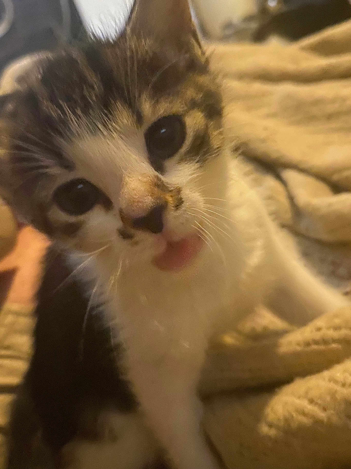 Gypsy joined the competition — help win amazing prizes! kitten, cat, close_up, pet, animal, cute, feline, tongue_out, whiskers, fur, indoors, blanket, cozy, young, small, playful, domestic_animal, face, eyes, nose
