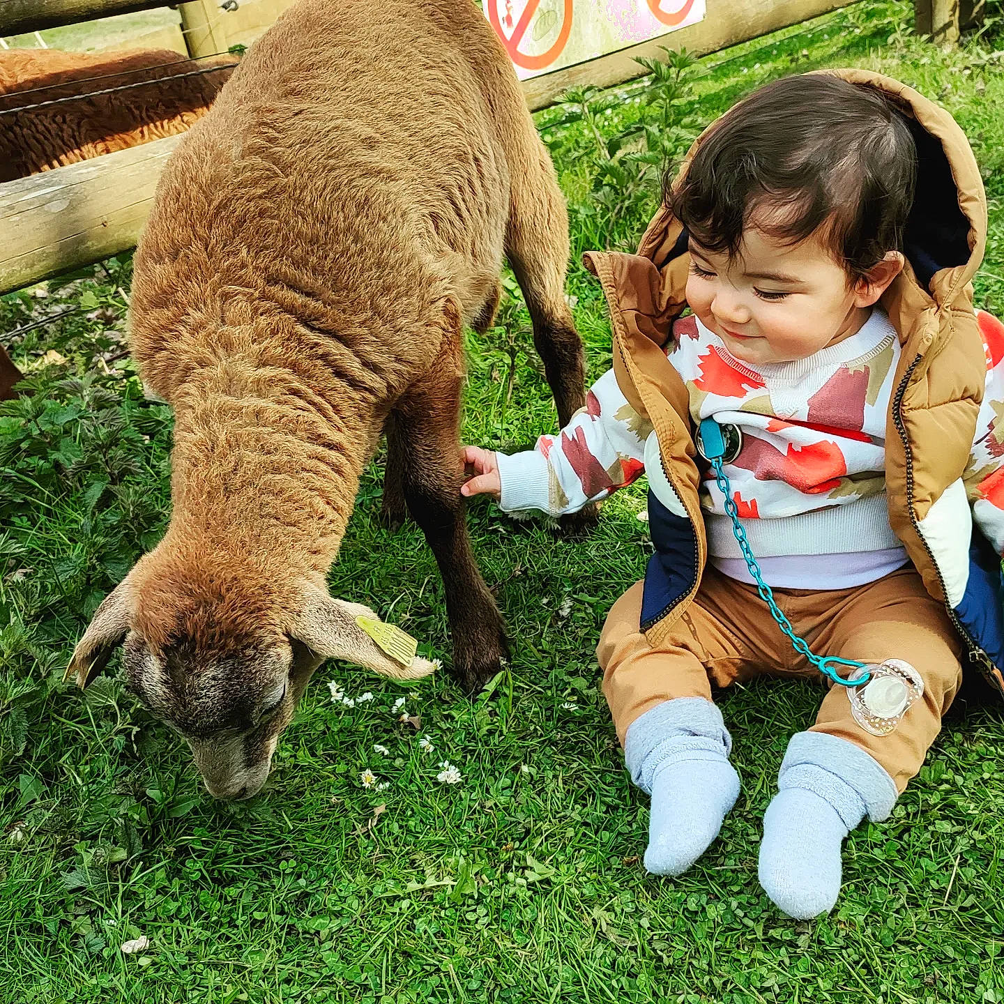 Noham participe au concours pour gagner de l'argent avec cette photo : baby, bovine, calf, fawn, fur, goat, goats, grass, grazing, happy, human_leg, lap, leg, livestock, mammal, people_in_nature, person, sheep, terrestrial_animal, toddler