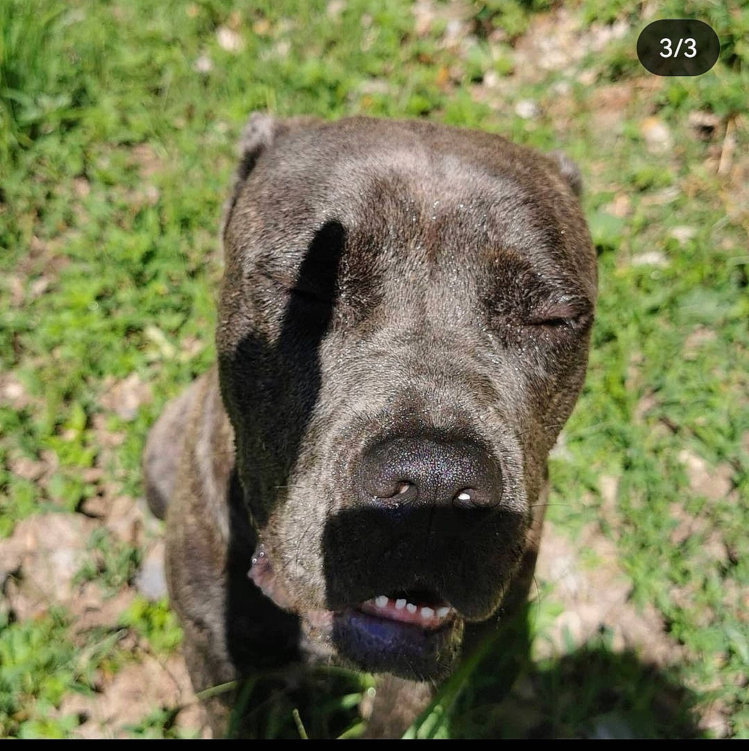 Pearl a rejoint le concours — aidez-le/la à gagner de superbes lots ! borador, canidae, carnivore, collar, companion_dog, dog, dog_breed, fawn, grass, gun_dog, hunting_dog, liver, plant, snout, soil, sporting_group, terrestrial_animal, whiskers, working_animal, working_dog