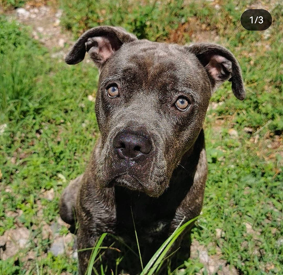 Pearl a rejoint le concours — aidez-le/la à gagner de superbes lots ! canidae, canis_panther, carnivore, collar, companion_dog, dog, dog_breed, dog_collar, fawn, grass, groundcover, liver, non_sporting_group, plant, snout, sporting_group, terrestrial_animal, whiskers, working_animal, working_dog