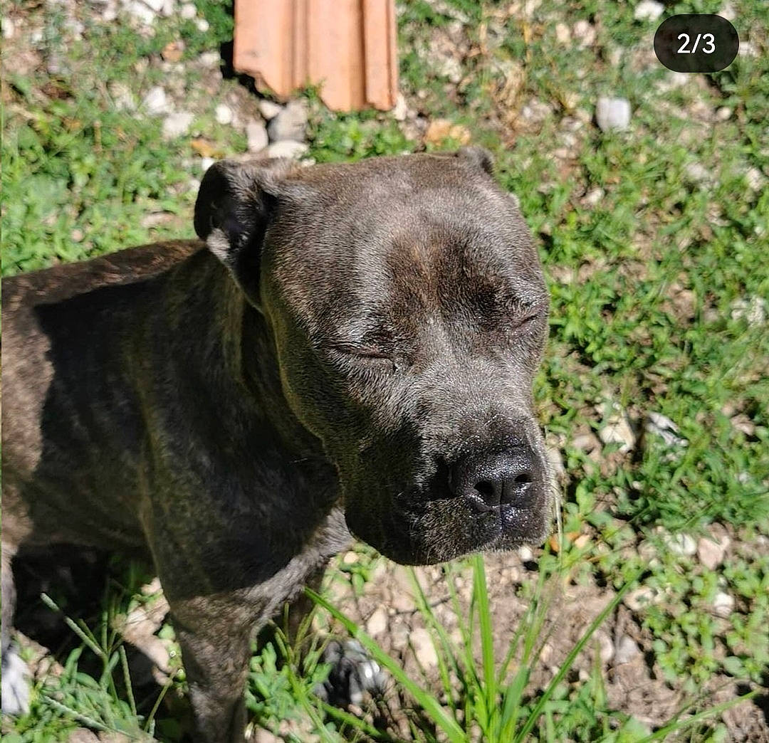 Pearl a rejoint le concours — aidez-le/la à gagner de superbes lots ! canidae, canis_panther, carnivore, collar, companion_dog, dog, dog_breed, dog_collar, fawn, grass, groundcover, hunting_dog, liver, non_sporting_group, plant, sporting_group, terrestrial_animal, whiskers, working_animal, working_dog