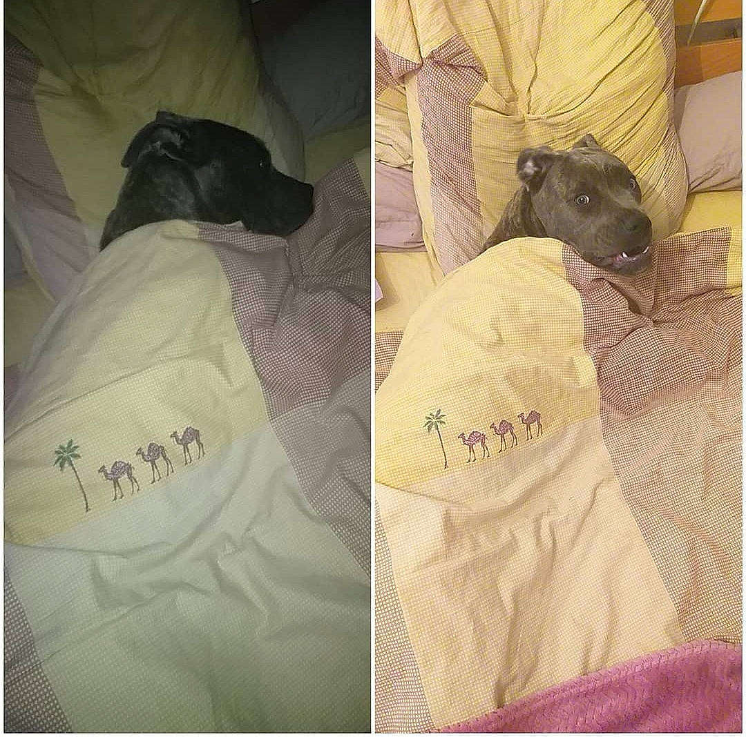 Pearl participe au concours pour gagner de l'argent avec cette photo : beauty, bed, bed_sheet, bedding, carnivore, comfort, companion_dog, duvet, fawn, felidae, font, fur, linens, pattern, product, rectangle, sleeve, small_to_medium_sized_cats, textile, whiskers