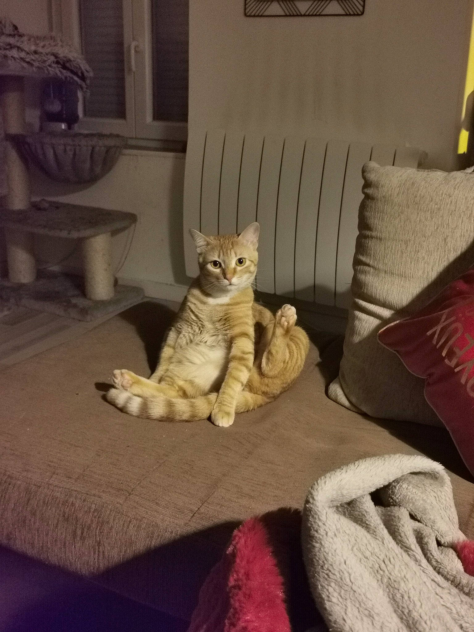 Moon participe au concours pour gagner de l'argent avec cette photo : bed, bedding, carnivore, cat, comfort, couch, domestic_short_haired_cat, felidae, floor, flooring, fur, grey, hardwood, linens, room, small_to_medium_sized_cats, tail, textile, whiskers, wood