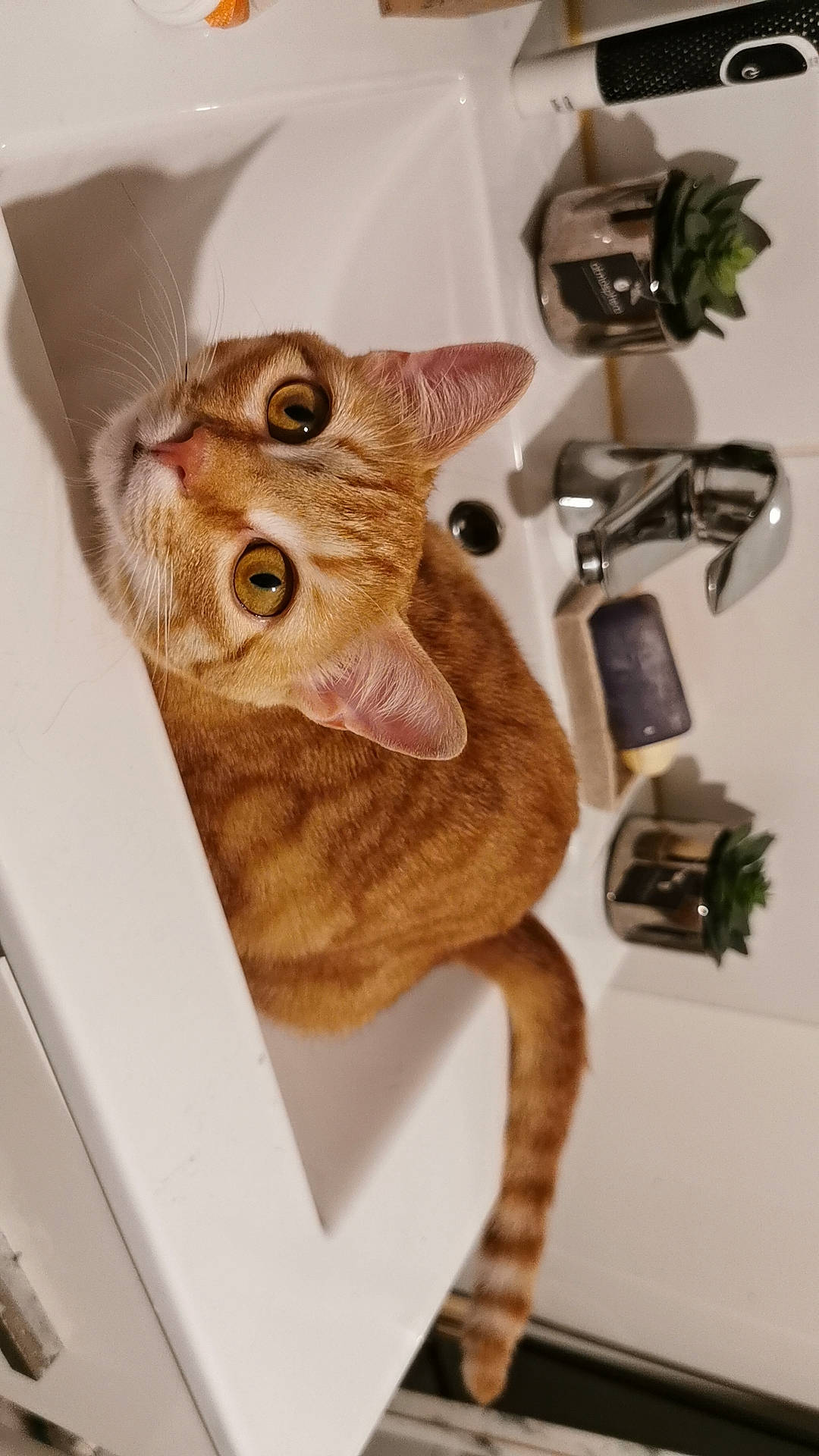 Moon a rejoint le concours — aidez-le/la à gagner de superbes lots ! art, carnivore, cat, domestic_short_haired_cat, ear, fashion_accessory, fawn, felidae, fictional_character, fur, headgear, metal, personal_protective_equipment, small_to_medium_sized_cats, snout, stuffed_toy, tail, toy, whiskers, wood