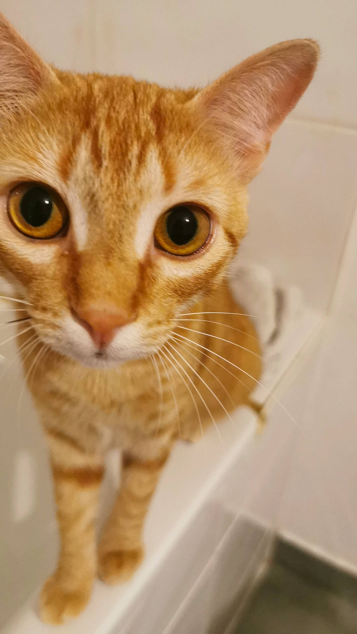 Moon participe au concours pour gagner de l'argent avec cette photo : carnivore, cat, curious, domestic_short_haired_cat, fawn, felidae, fur, head, iris, mammal, pet_supply, small_to_medium_sized_cats, snout, terrestrial_animal, whiskers, window