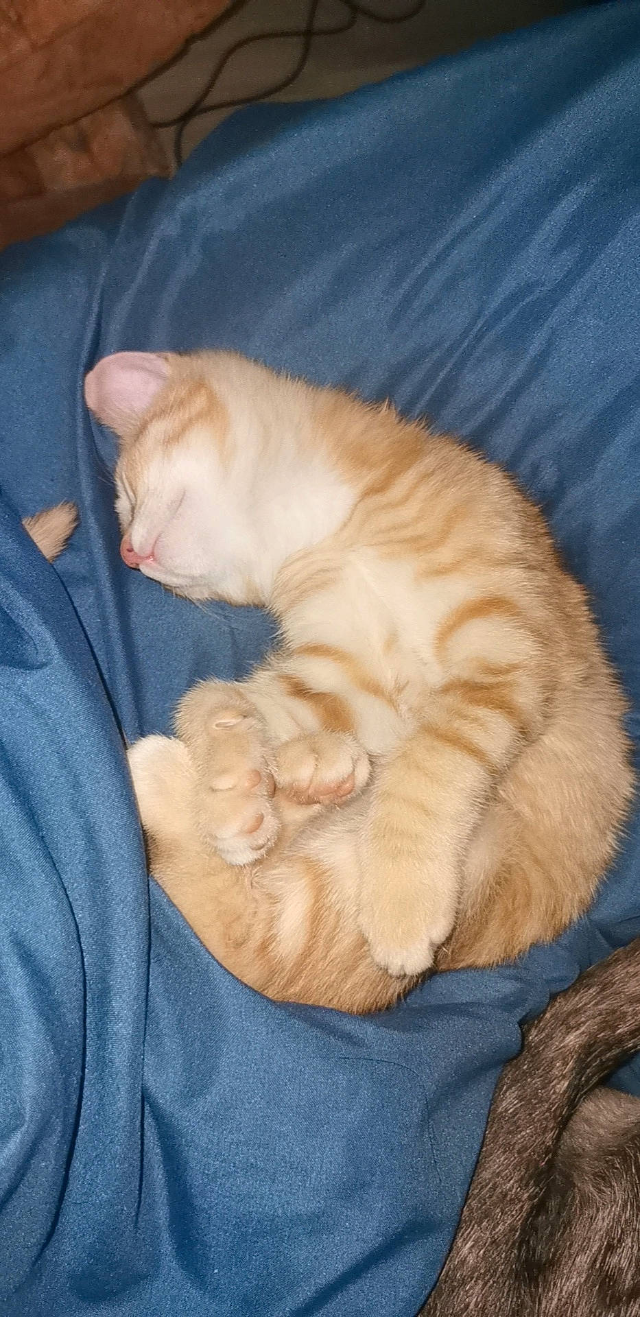 Moon a rejoint le concours — aidez-le/la à gagner de superbes lots ! carnivore, cat, cat_bed, cat_supply, claw, comfort, domestic_short_haired_cat, ear, fawn, felidae, fur, nap, paw, sitting, sleep, small_to_medium_sized_cats, tail, whiskers, wood, wrinkle