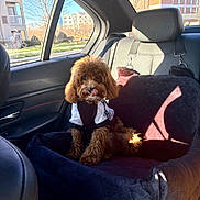 Onyx is registered to the contest to win money with this photo: brown_fur, building, car, car_interior, cute, dog, dog_clothing, indoor, leather, pet, pet_bed, puppy, resting, seat, shadow, sunlight, travel, tree, vehicle, window