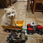Alaska a rejoint le concours — aidez-le/la à gagner de superbes lots ! puppy, dog, toy, tractor, trailer, yellow, red, floor, tile, indoor, furniture, wood, pet, cute, fluffy, animal, playful, small, vehicle, domestic