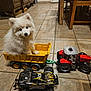 puppy, dog, toy, tractor, trailer, yellow, red, floor, tile, indoor, furniture, wood, pet, cute, fluffy, animal, playful, small, vehicle, domestic