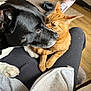 Cece is registered to the contest to win money with this photo: dog, cat, black_and_white_dog, orange_cat, pet, lap, indoor, wooden_floor, slipper, furniture, close_up, animal, companionship, cozy, resting, paw, fur, person, casual, home