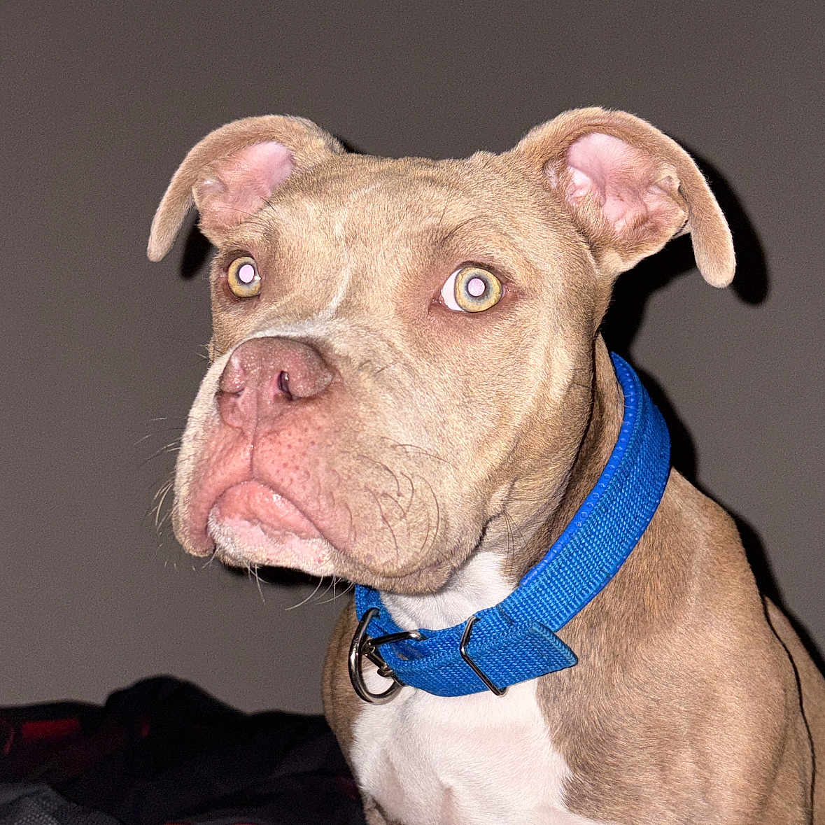 Vasco a rejoint le concours — aidez-le/la à gagner de superbes lots ! alert, animal, blue_collar, brown_fur, canine, close_up, dog, domestic_animal, ears, eyes, fur, indoor, looking_away, mammal, nostrils, pet, portrait, snout, whiskers, white_chest