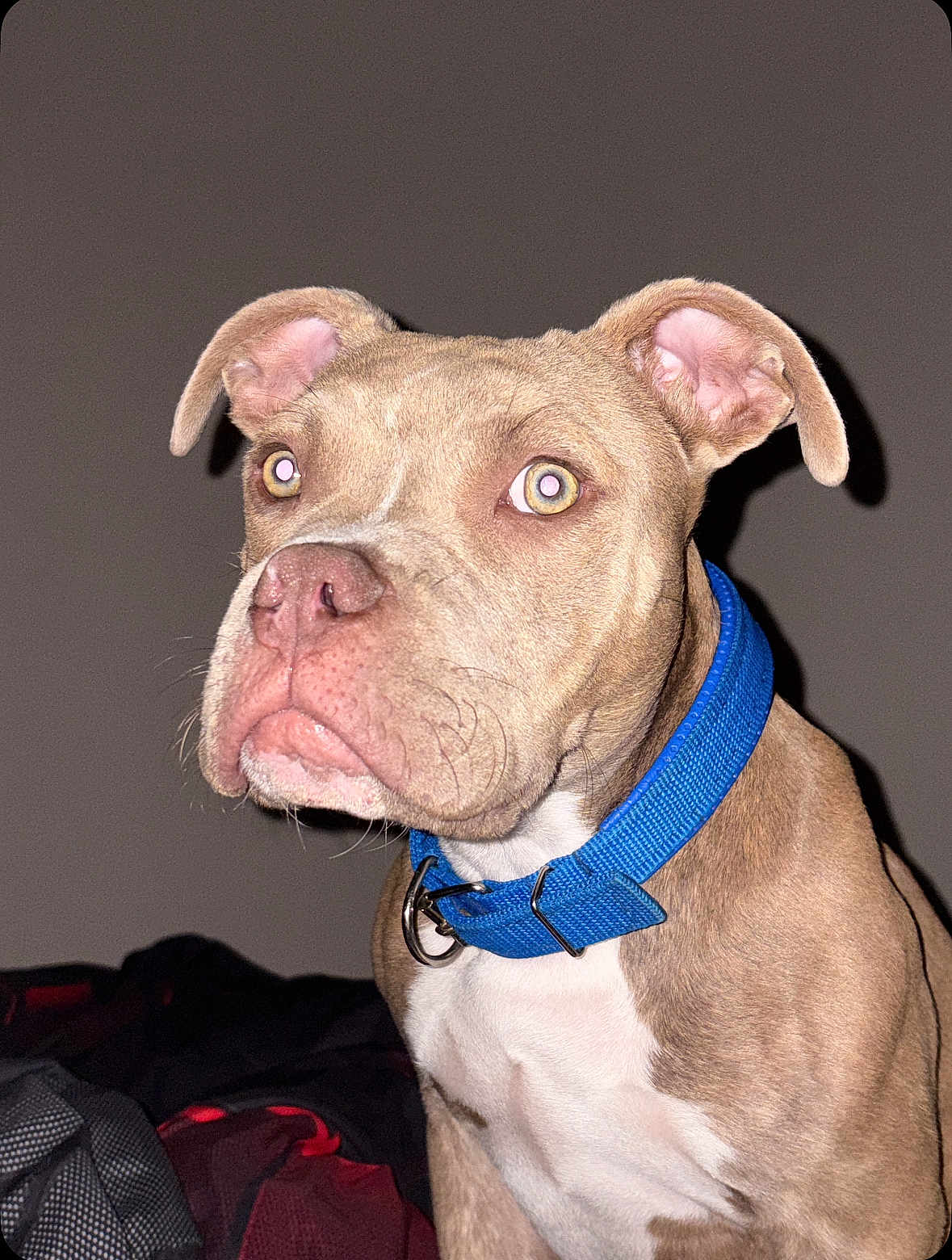 Vasco a rejoint le concours — aidez-le/la à gagner de superbes lots ! dog, canine, pet, blue_collar, brown_fur, white_chest, close_up, indoor, portrait, animal, mammal, ears, whiskers, alert, domestic_animal, looking_away, fur, snout, nostrils, eyes