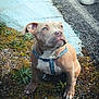 puppy, dog, animal, pet, grass, sidewalk, curb, blue_harness, outdoor, young_dog, brown_dog, sitting, looking_up, shoe, footwear, pavement, plants, nature, close_up, daylight