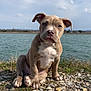 Vasco participe au concours pour gagner de l'argent avec cette photo : puppy, dog, outdoor, water, sky, rocks, grass, nature, animal, cute, young, sitting, ears, landscape, calm, daytime, pet, mammal, portrait, curious