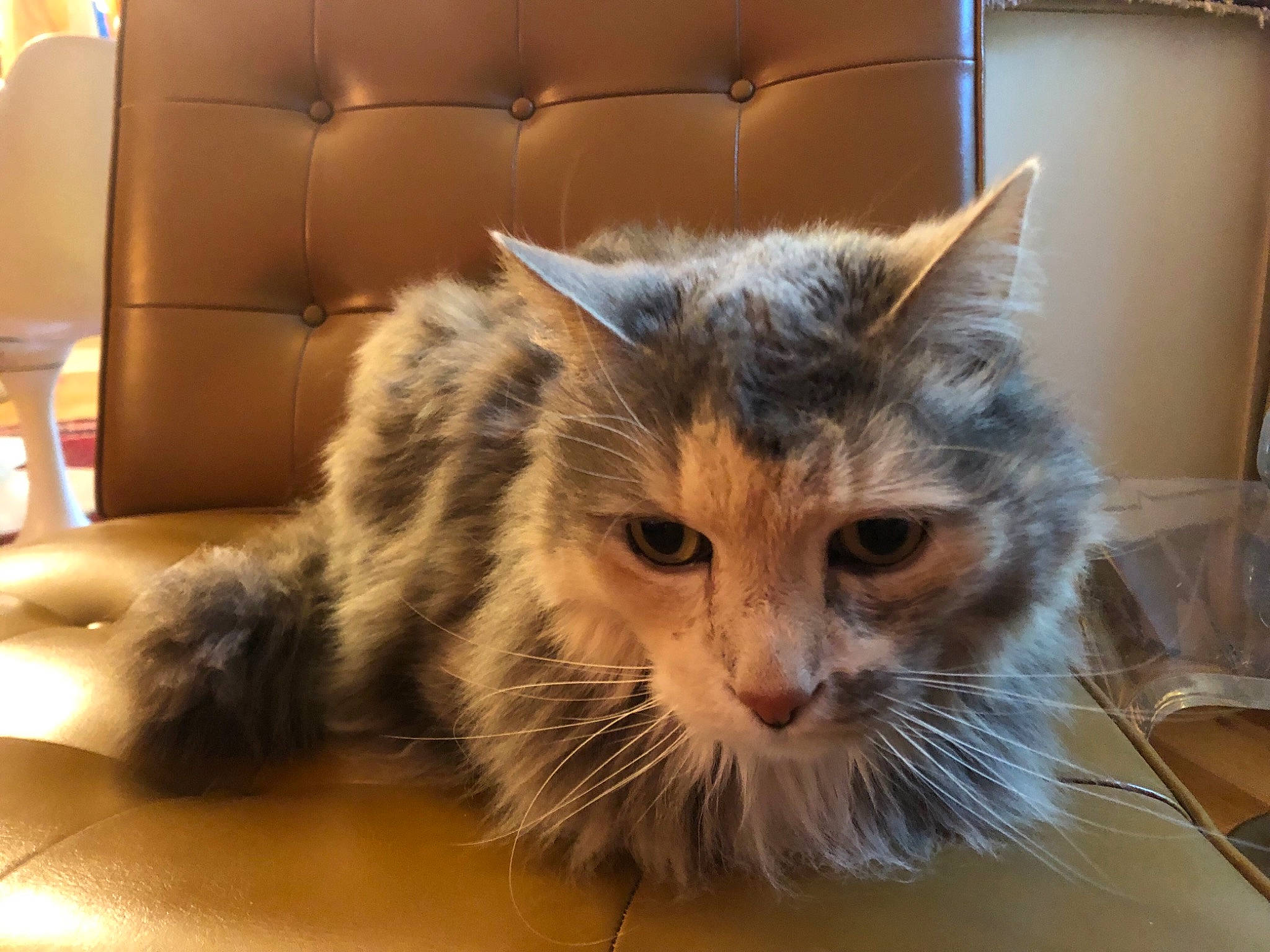 Sarah is registered to the contest to win money with this photo: carnivore, cat, comfort, couch, domestic_short_haired_cat, felidae, flooring, fur, hardwood, plant, small_to_medium_sized_cats, snout, whiskers, window