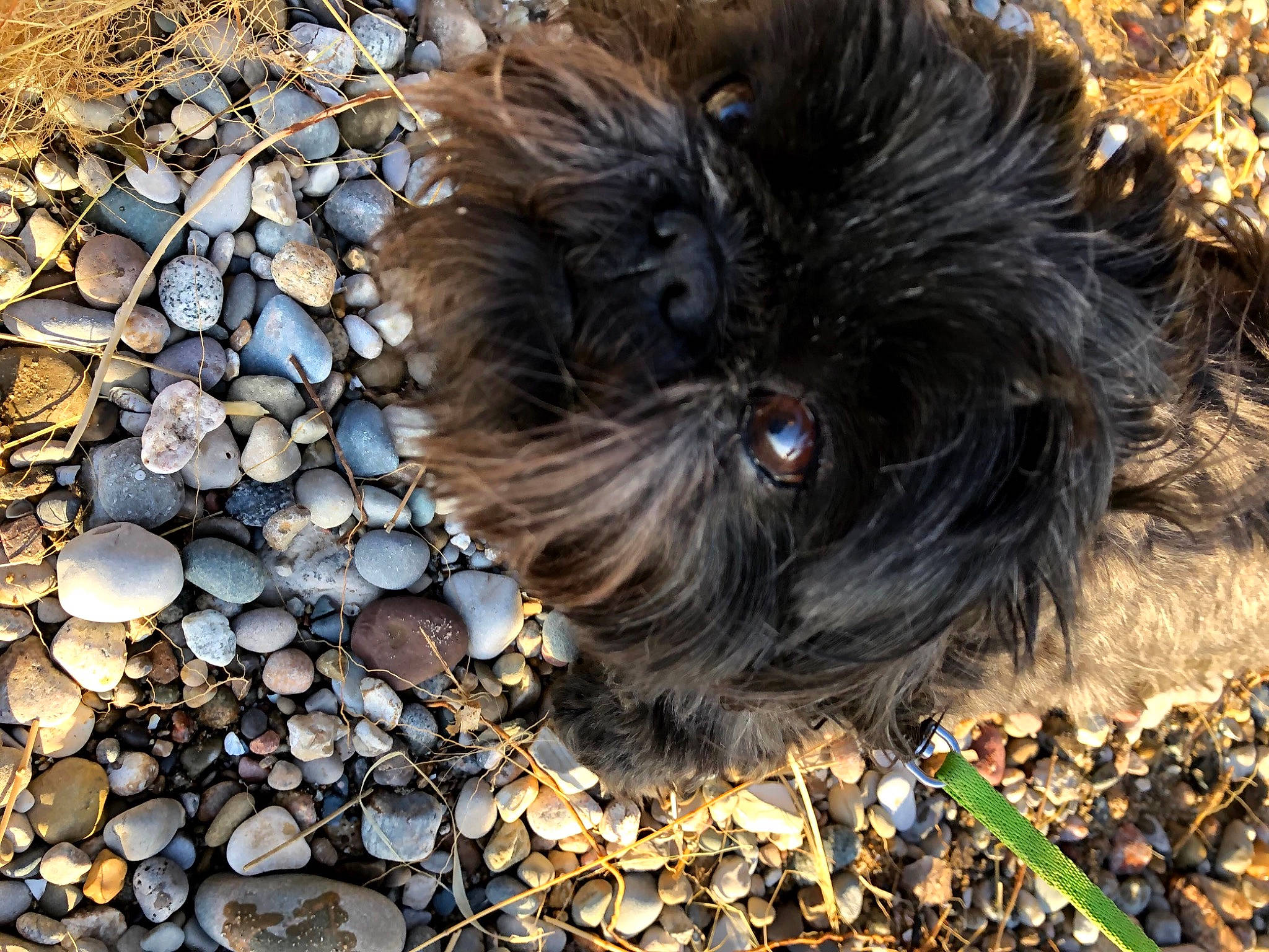 Joanie joined the competition — help win amazing prizes! bedrock, canidae, carnivore, companion_dog, dog, dog_breed, fur, grass, liver, pebble, rock, shih_poo, small_terrier, snout, soil, sporting_group, terrestrial_animal, terrier, toy_dog, water_dog