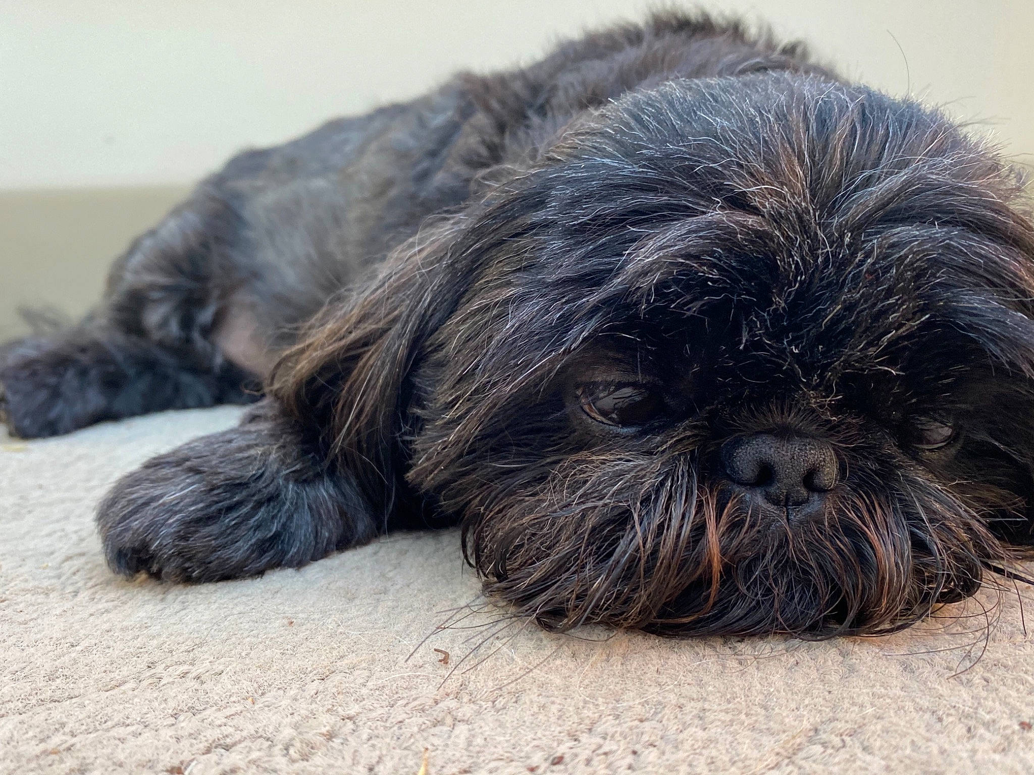 Joanie joined the competition — help win amazing prizes! canidae, carnivore, comfort, companion_dog, dog, dog_breed, foot, fur, grass, grey, liver, non_sporting_group, paw, snout, sporting_group, terrestrial_animal, toy_dog, whiskers, working_animal