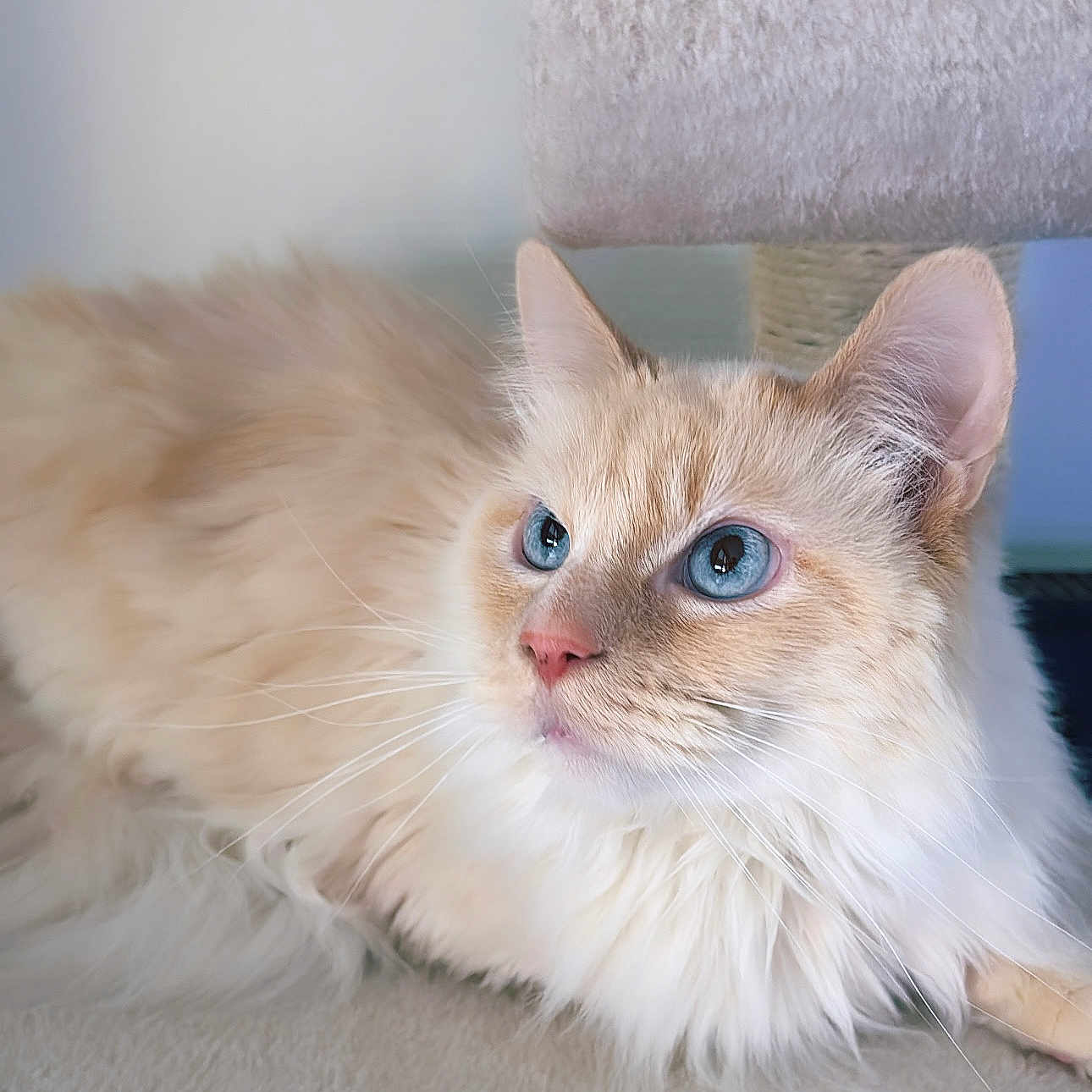 Tao participe au concours pour gagner de l'argent avec cette photo : abyssinian, angora, animal, cat, kitten, manx, pet, siamese, wood