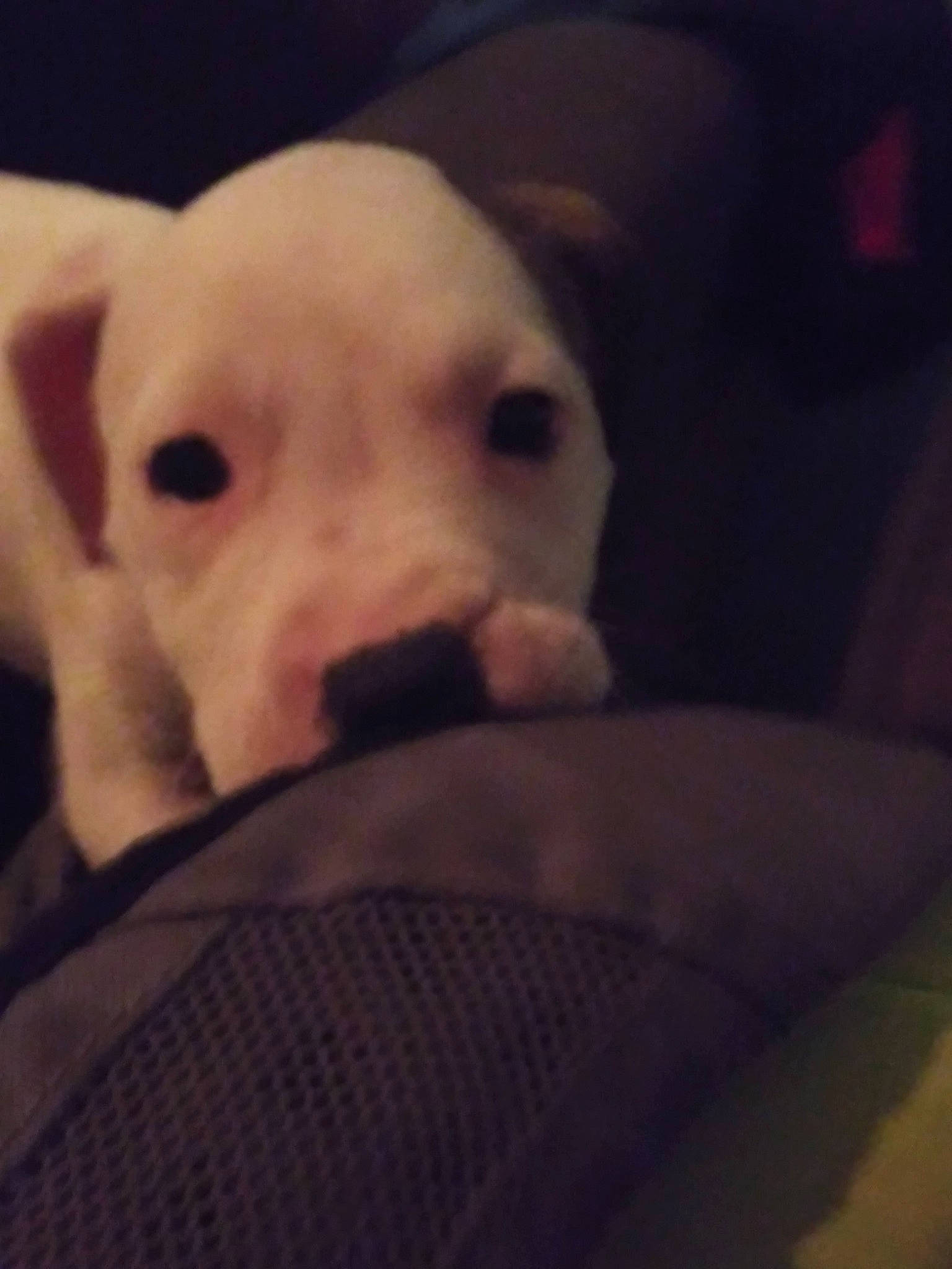 Brooklyn is registered to the contest to win money with this photo: canidae, carnivore, cloud, comfort, companion_dog, darkness, dog, dog_breed, fawn, fur, nap, paw, puppy_love, sky, snout, sporting_group, terrestrial_animal, toy_dog, whiskers, working_animal