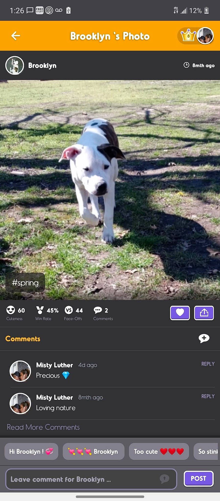 Brooklyn joined the competition — help win amazing prizes! carnivore, cellular_network, communication_device, companion_dog, display_device, dog, dog_breed, electronic_device, font, gadget, gesture, grass, mobile_device, multimedia, output_device, plant, portable_communications_device, screenshot, software, tail