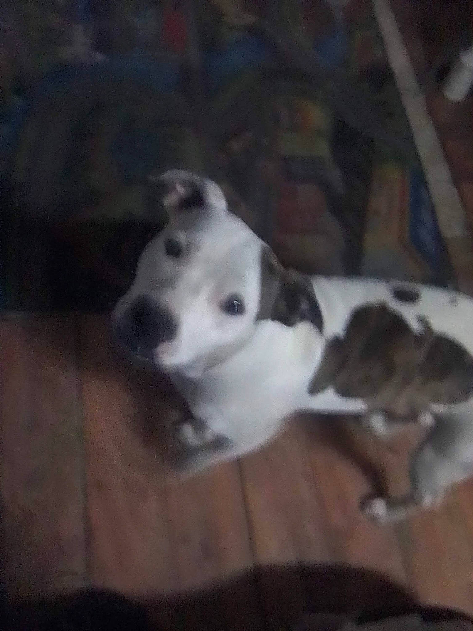 Brooklyn joined the competition — help win amazing prizes! canidae, carnivore, companion_dog, dog, dog_breed, fawn, non_sporting_group, puppy, sporting_group, tail, terrestrial_animal, whiskers, wood, working_animal