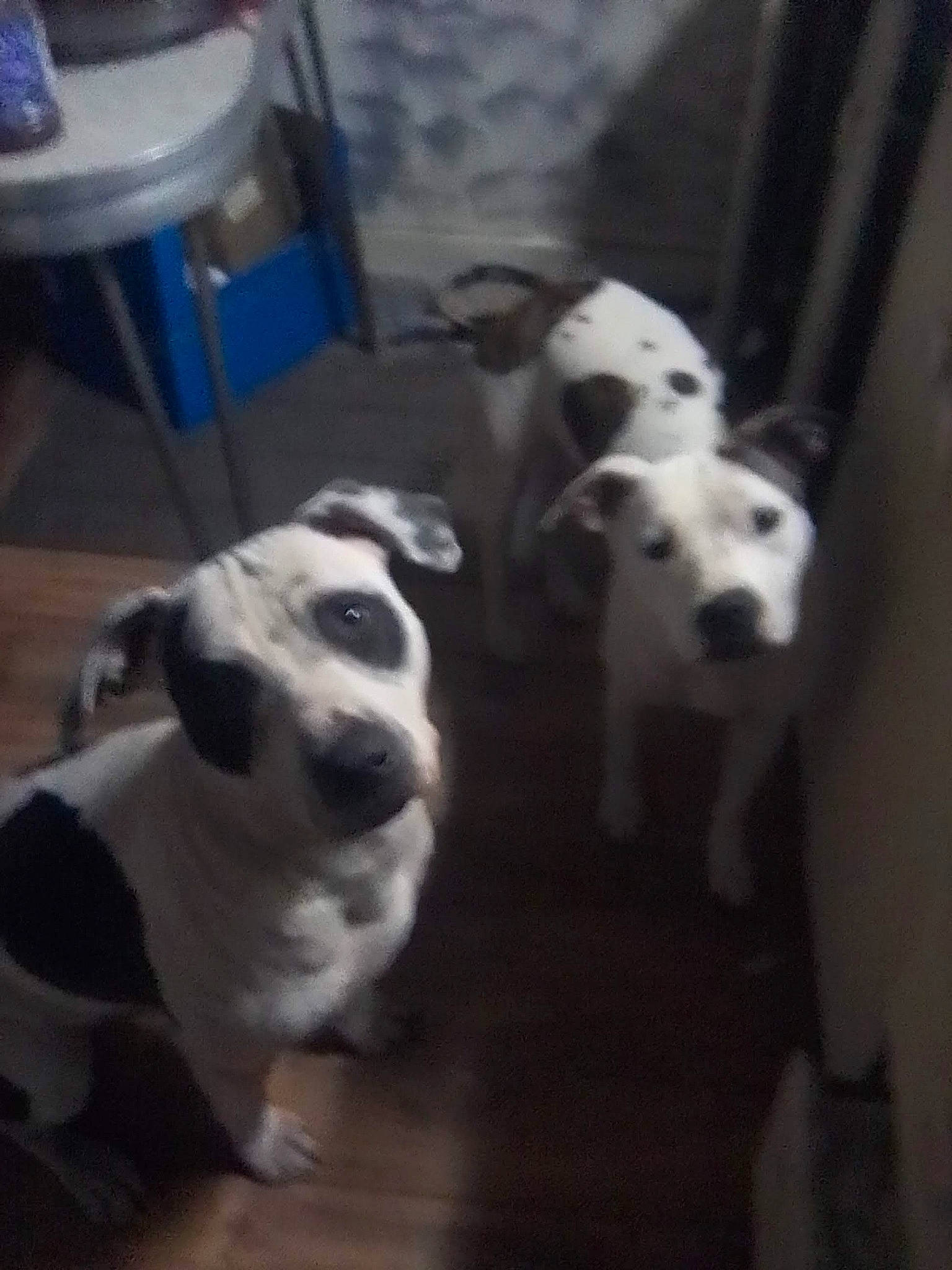 Brooklyn is registered to the contest to win money with this photo: carnivore, companion_dog, dog, dog_breed, flooring, fur, non_sporting_group, pet_supply, snout, sporting_group, terrestrial_animal, working_animal