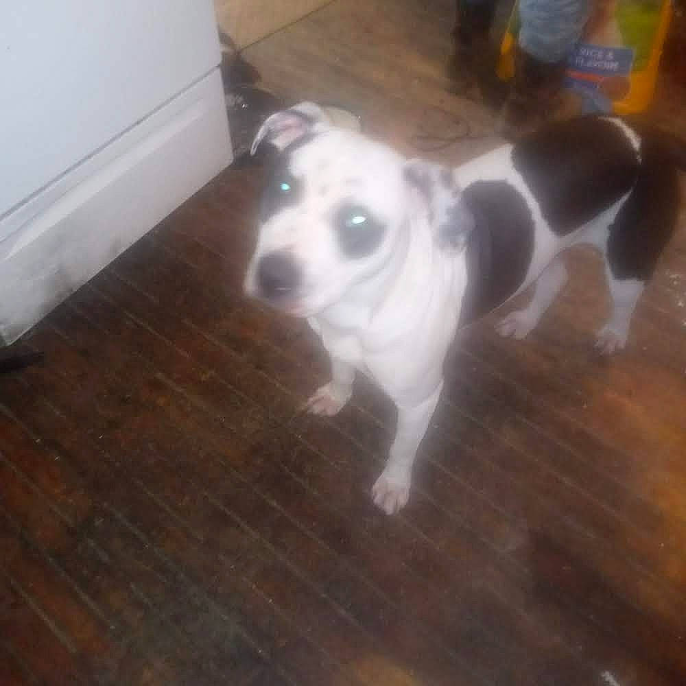 Bandit joined the competition — help win amazing prizes! canidae, carnivore, companion_dog, dog, dog_breed, fawn, floor, flooring, fur, hardwood, laminate_flooring, pet_supply, snout, tail, varnish, whiskers, wood, wood_flooring, wood_stain, working_animal