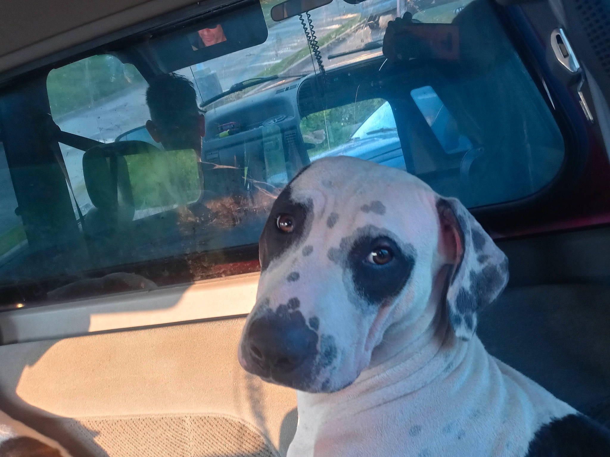 Bandit is registered to the contest to win money with this photo: auto_part, automotive_exterior, automotive_mirror, automotive_window_part, car, carnivore, companion_dog, dog, dog_breed, fawn, glass, motor_vehicle, rear_view_mirror, snout, sporting_group, vehicle, vehicle_door, whiskers, windshield, working_animal