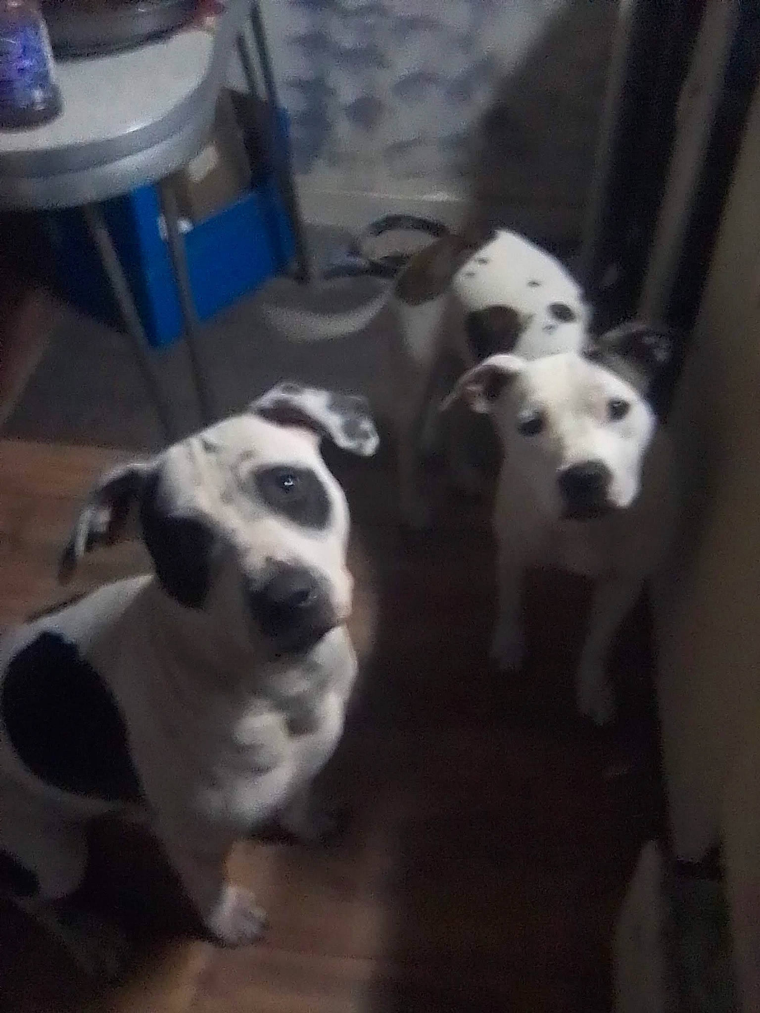 Bandit is registered to the contest to win money with this photo: canidae, carnivore, cloud, companion_dog, dog, dog_breed, flooring, fur, non_sporting_group, pet_supply, snout, sporting_group, tail, terrestrial_animal, working_animal