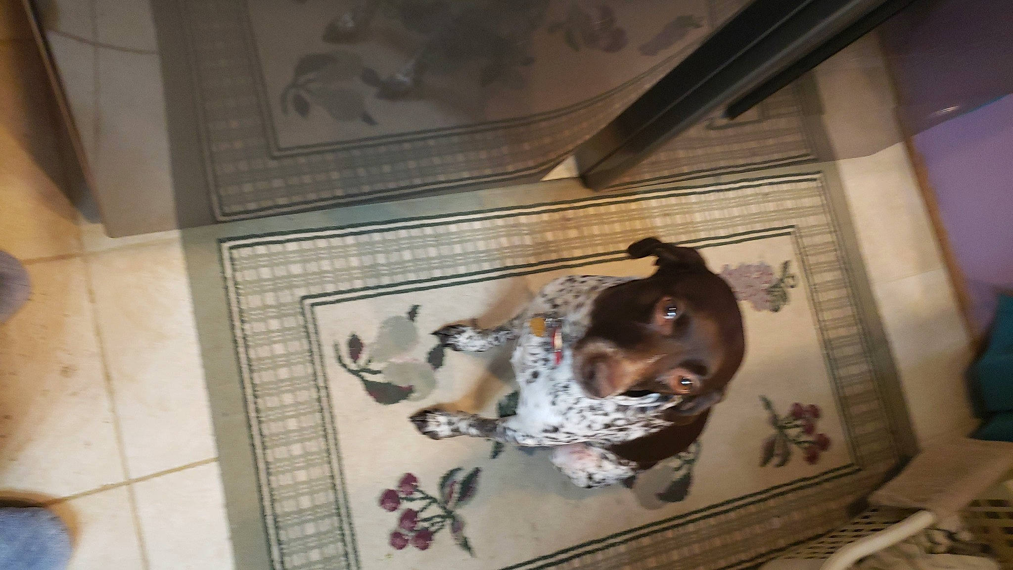 Lucylou Tinker is registered to the contest to win money with this photo: art, brown, canidae, ceiling, companion_dog, dog, dog_breed, fawn, flooring, guard_dog, hardwood, mammal, non_sporting_group, picture_frame, room, sporting_group, visual_arts, wood, working_animal