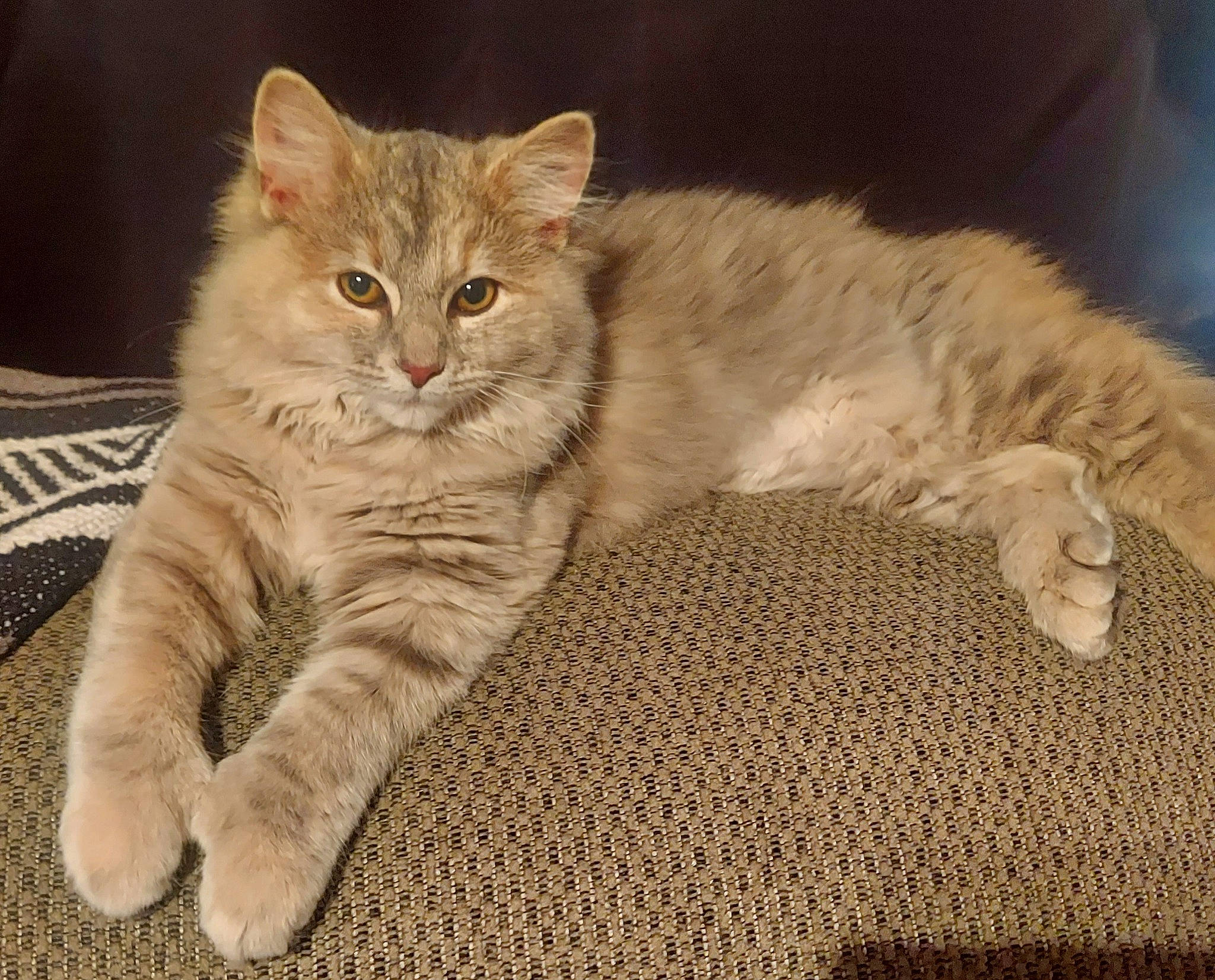 Cloudy is registered to the contest to win money with this photo: carnivore, cat, cat_bed, claw, comfort, domestic_short_haired_cat, fawn, felidae, fur, nap, paw, sitting, small_to_medium_sized_cats, snout, tail, terrestrial_animal, whiskers