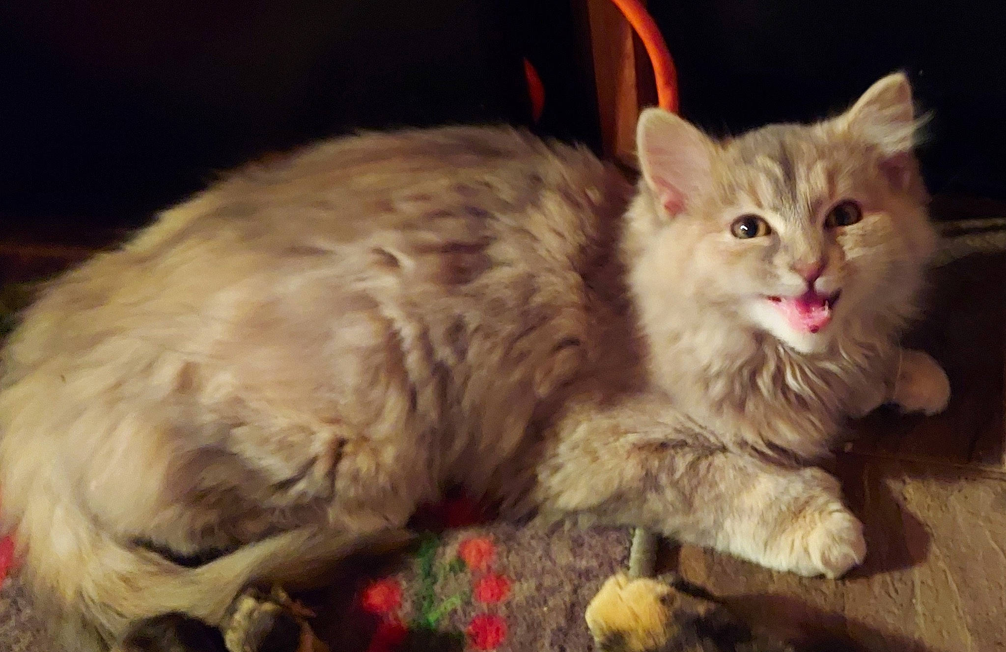 Cloudy is registered to the contest to win money with this photo: carnivore, cat, cat_toy, claw, comfort, domestic_short_haired_cat, event, fawn, felidae, fur, laperm, paw, sitting, small_to_medium_sized_cats, snout, tail, terrestrial_animal, whiskers