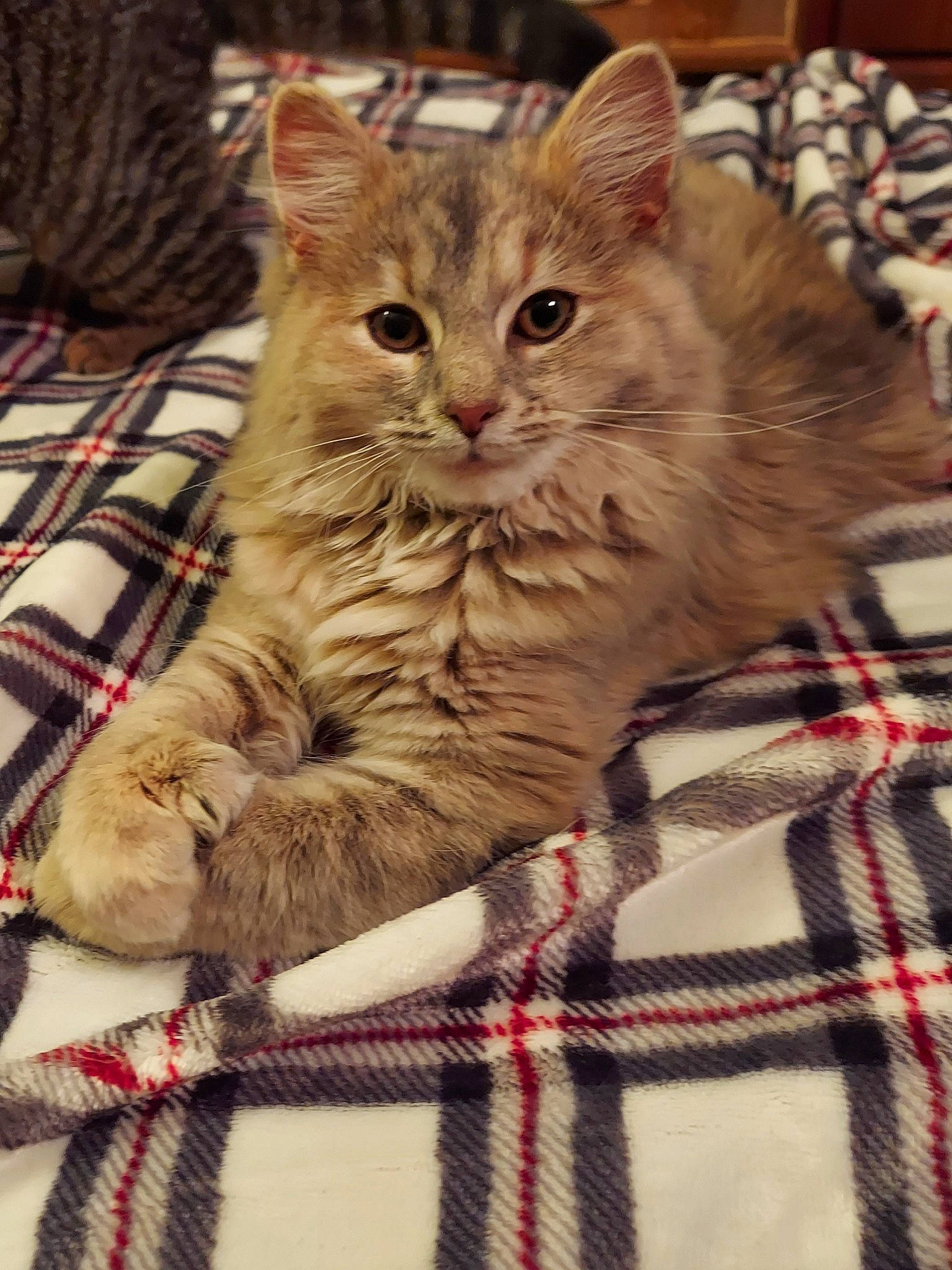 Cloudy joined the competition — help win amazing prizes! carnivore, cat, claw, domestic_short_haired_cat, fawn, felidae, fur, linens, pattern, paw, plaid, sitting, small_to_medium_sized_cats, snout, tail, tartan, whiskers, wood