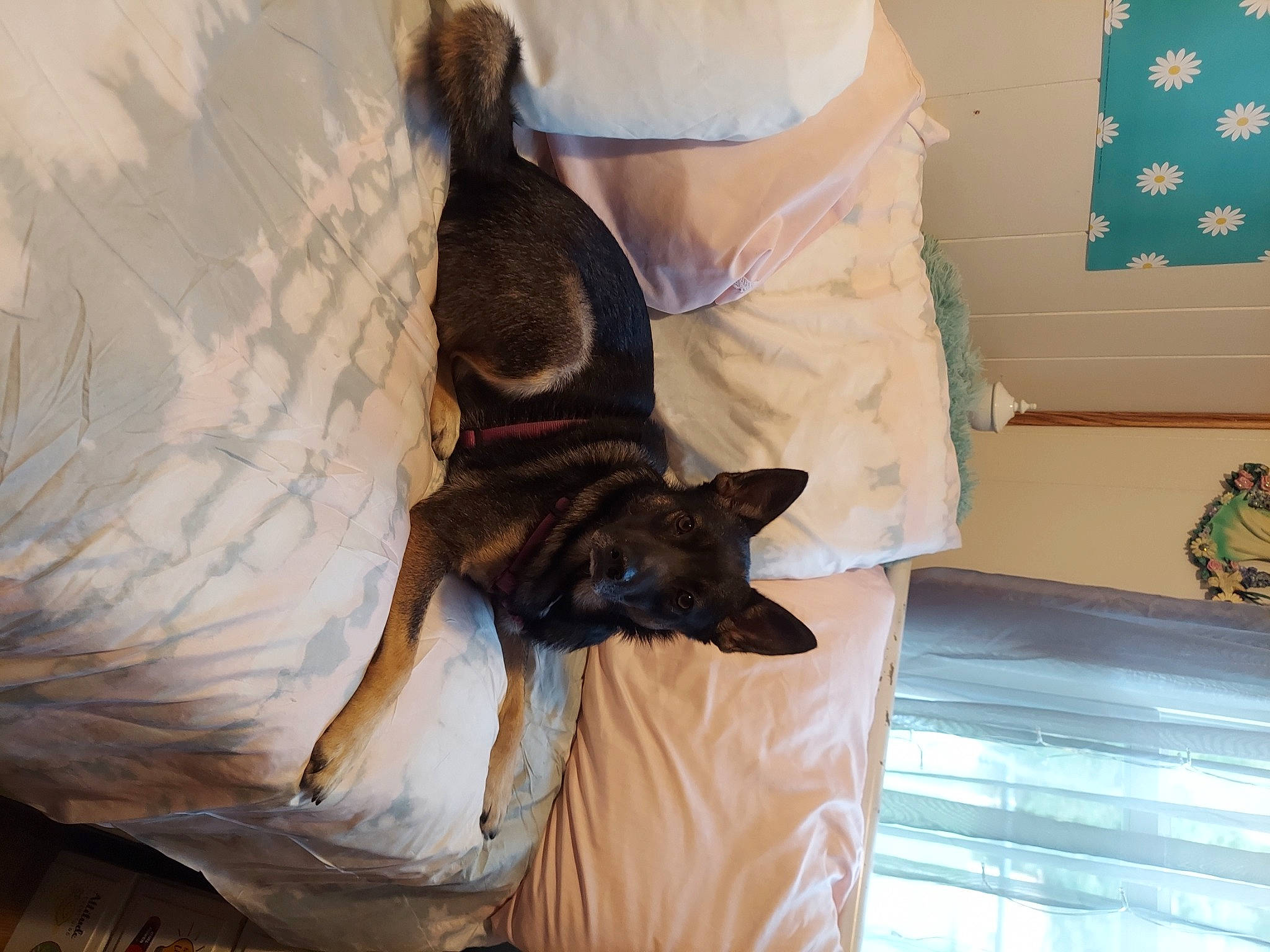 Lily joined the competition — help win amazing prizes! bat, bed, canidae, carnivore, comfort, companion_dog, dog, dog_breed, fawn, felidae, fur, german_shepherd_dog, linens, room, small_to_medium_sized_cats, sporting_group, tail, tree, whiskers, wood