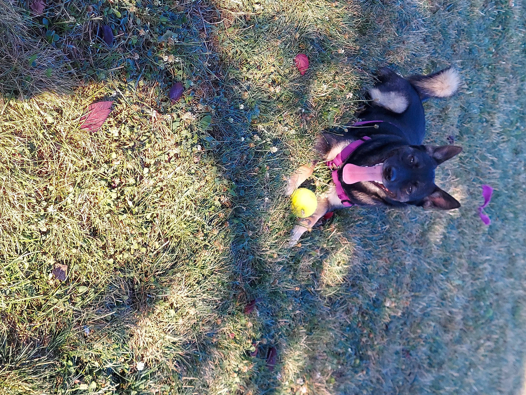 Lily joined the competition — help win amazing prizes! adventure, asphalt, extreme_sport, fun, grass, landscape, leisure, organism, people_in_nature, recreation, road_surface, rock, sand, shadow, sidewalk, soil, tints_and_shades, toy, tree, visual_arts