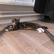 Litchi a rejoint le concours — aidez-le/la à gagner de superbes lots ! animal, cat, curious, domestic, ears, feline, floor, home, indoor, kitten, looking, lying_down, metal_frame, pet, relaxed, tabby, whiskers, white_paws, wooden_floor, young_cat