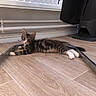 animal, cat, curious, domestic, ears, feline, floor, home, indoor, kitten, looking, lying_down, metal_frame, pet, relaxed, tabby, whiskers, white_paws, wooden_floor, young_cat