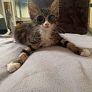 Litchi participe au concours pour gagner de l'argent avec cette photo : kitten, cat, animal, indoor, blanket, feline, pet, cute, small, whiskers, soft, resting, stretching, ears, fur, tabby, young, home, cozy, light