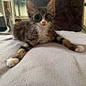 kitten, cat, animal, indoor, blanket, feline, pet, cute, small, whiskers, soft, resting, stretching, ears, fur, tabby, young, home, cozy, light