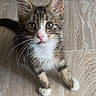 kitten, cat, pet, fur, whiskers, ears, floor, wooden_floor, curious, young_animal, small, domestic_animal, tabby, white_paws, cute, indoor, animal, looking_up, feline, playful