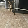 kitten, cat, indoor, wooden_floor, furniture, curious, small, pet, young_animal, brown, white_paws, ears, whiskers, floor, household, cozy, animal, looking, cautious, domestic