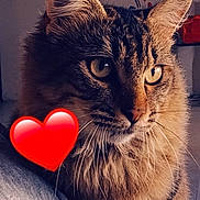 Lilo a rejoint le concours — aidez-le/la à gagner de superbes lots ! cat, tabby, fluffy, indoor, window, light, heart_emoji, feline, pet, whiskers, fur, closeup, animal, cute, domestic, looking, portrait, cozy, soft_light, curious