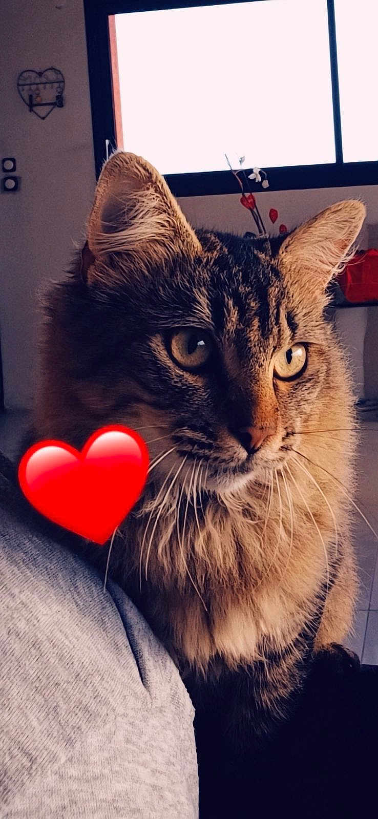 Lilo a rejoint le concours — aidez-le/la à gagner de superbes lots ! cat, tabby, fluffy, indoor, window, light, heart_emoji, feline, pet, whiskers, fur, closeup, animal, cute, domestic, looking, portrait, cozy, soft_light, curious