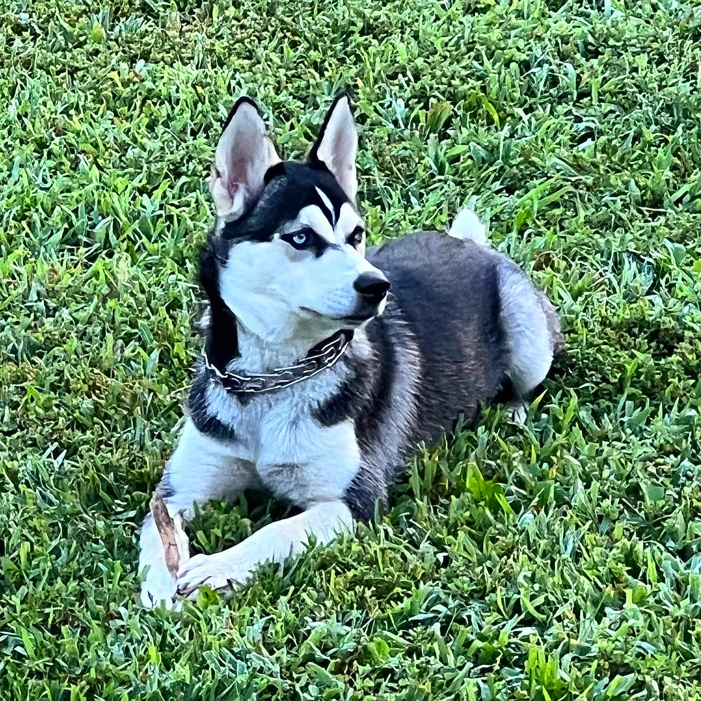 Lil Bit is registered to the contest to win money with this photo: animal, ball, canine, dog, eskimodog, football, grass, green, husky, lawn, nature, outdoors, pet, plant, puppy, soccer, soccerball, sport, tennis, yard