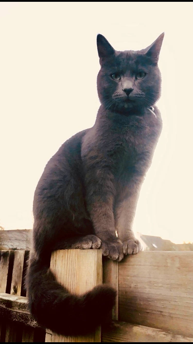 Forest a rejoint le concours — aidez-le/la à gagner de superbes lots ! black_cat, bombay, cat, chartreux, domestic_short_haired_cat, electric_blue, felidae, fur, grey, hardwood, korat, paw, russian_blue, sitting, small_to_medium_sized_cats, tail, terrestrial_animal, whiskers, window, wood