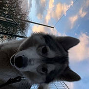 Livaï a rejoint le concours — aidez-le/la à gagner de superbes lots ! dog, husky, pet, closeup, outdoor, sky, sunset, clouds, fence, leash, fur, muzzle, ears, tail, portrait, curious, playful, evening, tilted, blur