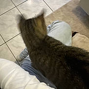 Deums a rejoint le concours — aidez-le/la à gagner de superbes lots ! arm, back_view, blurry, carpet, casual, cat, cozy, flooring, fur, home, indoor, jeans, knee, lap, on_lap, person, pet, tabby_cat, tile_floor, white_shirt