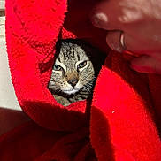 Deums a rejoint le concours — aidez-le/la à gagner de superbes lots ! cat, feline, pet, red_towel, towel, hand, human_hand, whiskers, eyes, fur, closeup, portrait, indoor, cozy, hiding, fabric, blanket, ring, shadow, sunlight