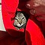 cat, feline, pet, red_towel, towel, hand, human_hand, whiskers, eyes, fur, closeup, portrait, indoor, cozy, hiding, fabric, blanket, ring, shadow, sunlight